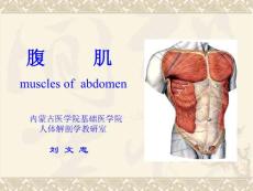 系统解剖学--腹肌