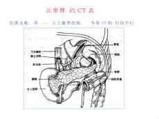 正常脾脏的CT表现位置及毗邻关系---左上腹季肋部,长轴与第10肋...