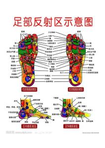 足部反射区示意图