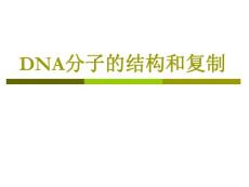 DNA分子结构与复制