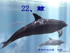 鲸3[小学语文课件 PPT课件 教学课件]