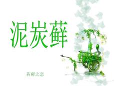 泥炭蘚——苔蘚之戀