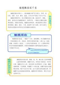 橄榄飘香闻千里