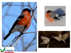 [三年級(jí)語文]5 灰雀