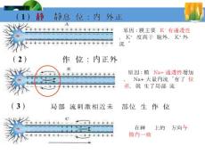 2.1通過神經(jīng)系統(tǒng)的調(diào)節(jié)2(上課)