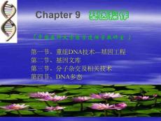 基因操作- ppt