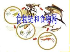 教科版小学科学五年级上册《食物链和食物网》课件