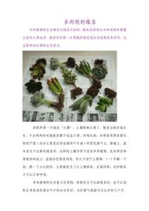多肉根的維系