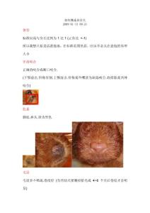 如何挑选贵宾犬
