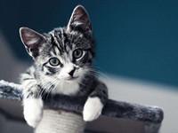 养猫知识