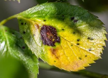 園林花卉病害防治技術