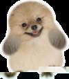 柴磊