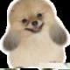 柴磊