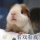 xiaobaixueyingyu