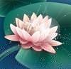 靜等花開