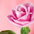 boss0hcbc7f4