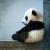 黃建平hpanda