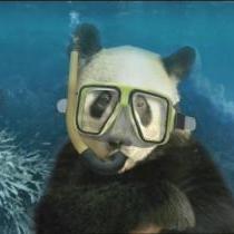 divingpanda