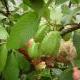 shengda_671864227