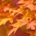 碧落銀河