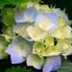 sherry_bb